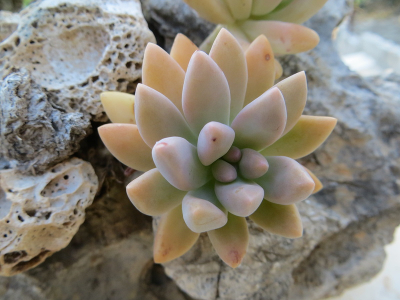 fragility, cactus, 4K, nature, no people, flower, solid, inflorescence, island brac, vulnerability, stone, close-up, rock, succulent plant, flower head