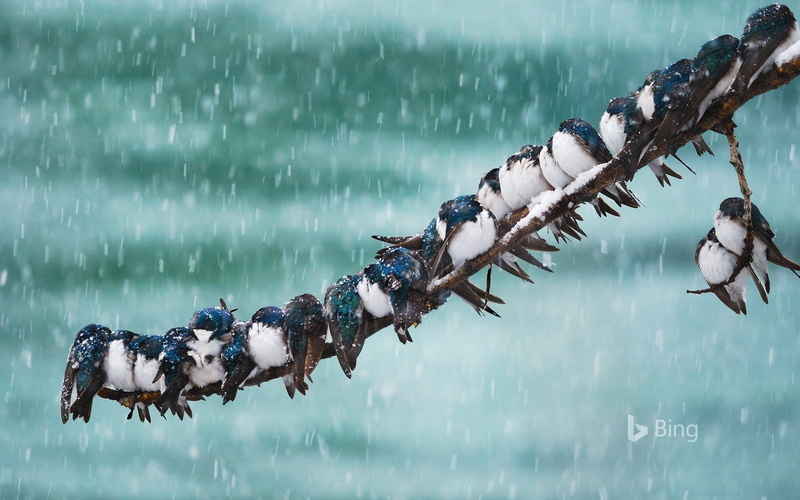 day, snowing, large group of animals, water, snowstorm, animal, deskto, bird, swallows, animal wildlife, frozen, motion, winter, animal themes, nature