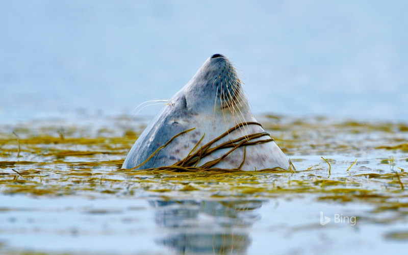 scotland, outdoors, nature, marine, day, sea, islay, deskto, no people, seal, mammal, surface level, underwater, bird, water, harbor, animal themes, motion
