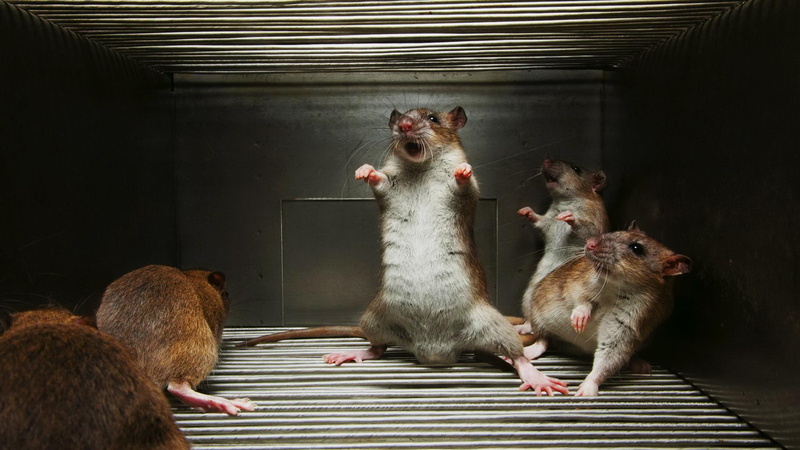 alpha, 1080P, rat, 2011, rodent, animals
