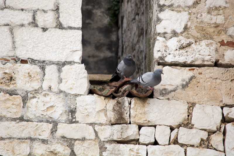 bird, stone wall, no people, golub, outdoors, zidine, nature, built structure, animal, animal wildlife, architecture, pigeon, solid, animal themes, perching