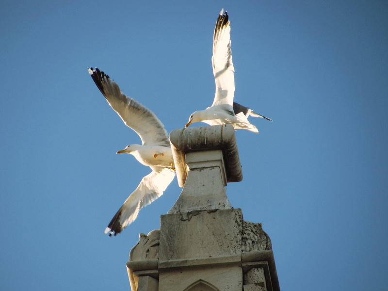 seagull, sky, sunlight, animal wildlife, nature, animal themes, blue, croatia, vertebrate, animal wing, flying, clear sky, trogir, flapping, spread wings
