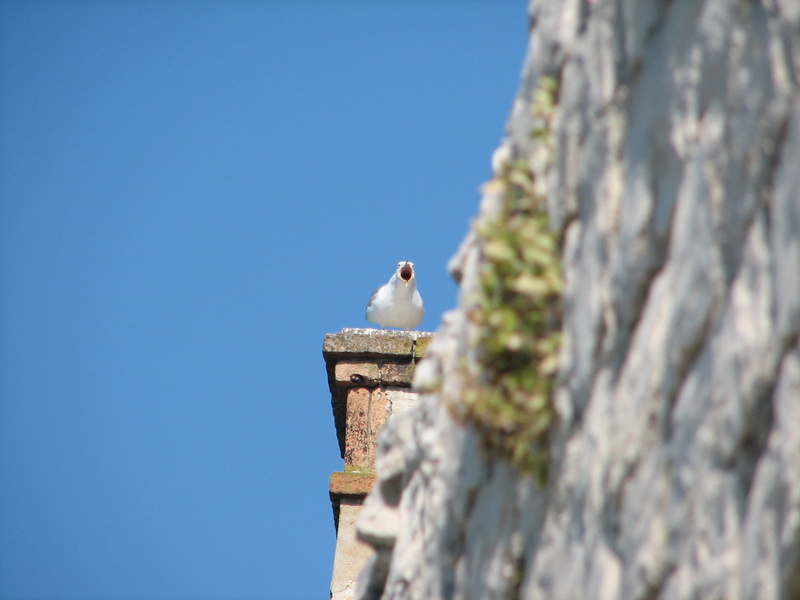 animal wildlife, animal, croatia, animal themes, bird, one animal, day, seagull, nature, built structure, architecture, 2K, outdoors, tree, sky, destination