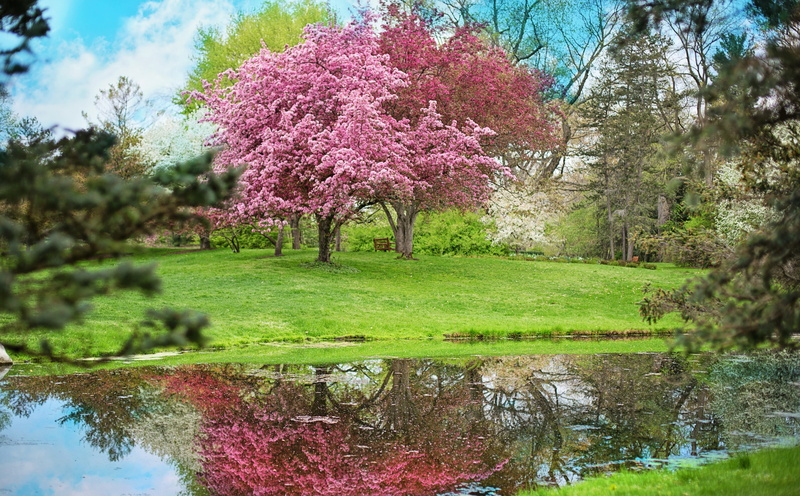 cherry blossom, Blooming, outdoors, Blossom, Landscape, cherry tree, Seasons, Reflection, 5K, park - man made space, flowering plant, plant, Trees, scenics - nature