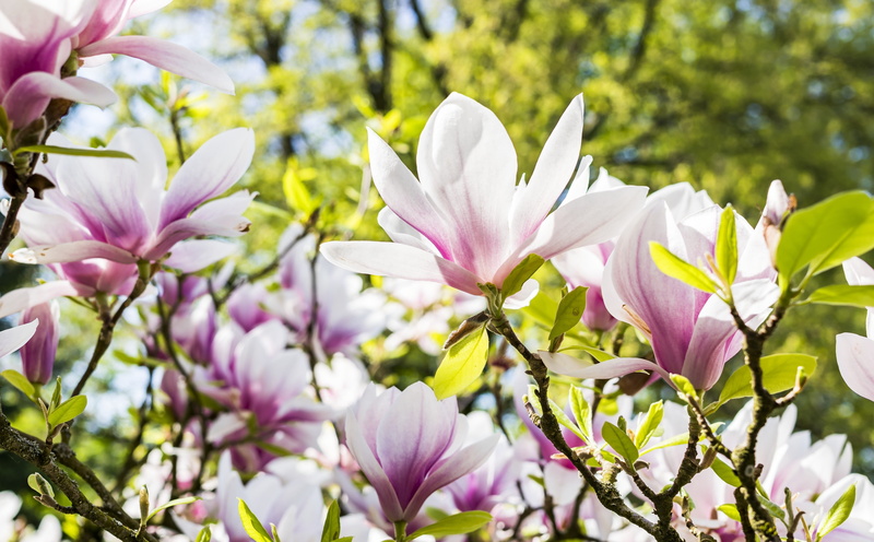 growth, plant, Tree, Nature, Photography, branch, flower head, day, Branches, pink color, Close, freshness, Blooming, Spring, outdoors, Blossom, springtime