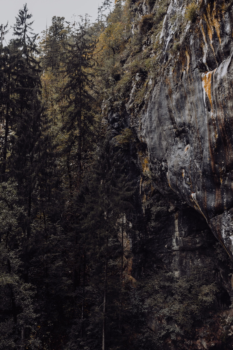 day, Europe, tree trunk, postojna, castle, tourism, tranquility, 4K, low angle view, scenics - nature, travel, tranquil scene, forest, mysterious, non-urban scene