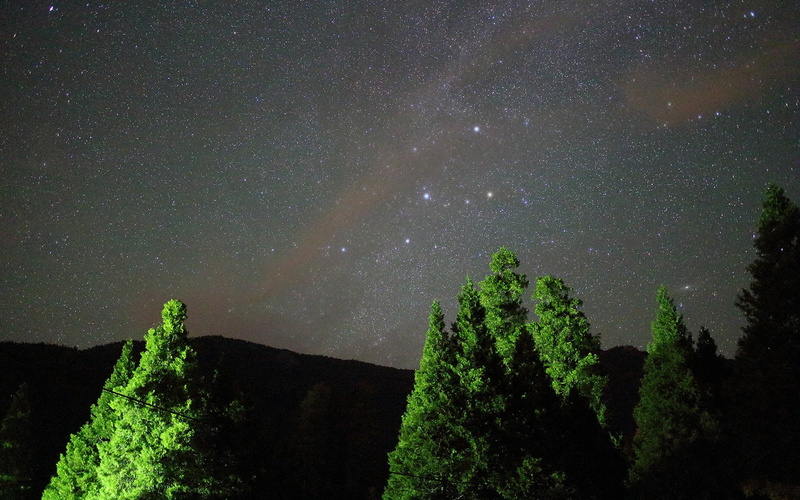 stars, plant, 1080P, tree, scenics - nature, space, growth, night, beauty in nature, green, trees, low angle view, idyllic, astronomy, universe, no people