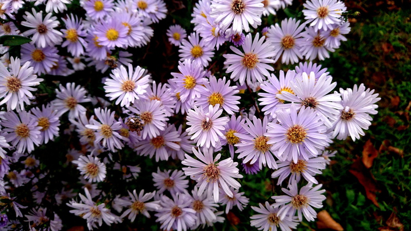 growth, flowering plant, white color, flowers, symphyotrichum novi-belgii, new york aster, pollen, autumn, flower bed, day, osteospermum, nature, astra