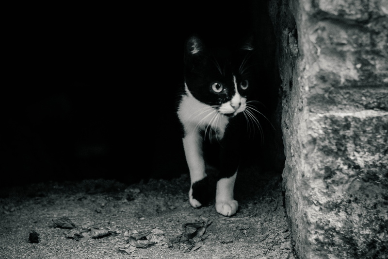 domestic cat, cat, pets, domestic animals, feline, vertebrate, puppy, one animal, full length, standing, kitten, whisker, stone, animal eye, hrvatska, portrait