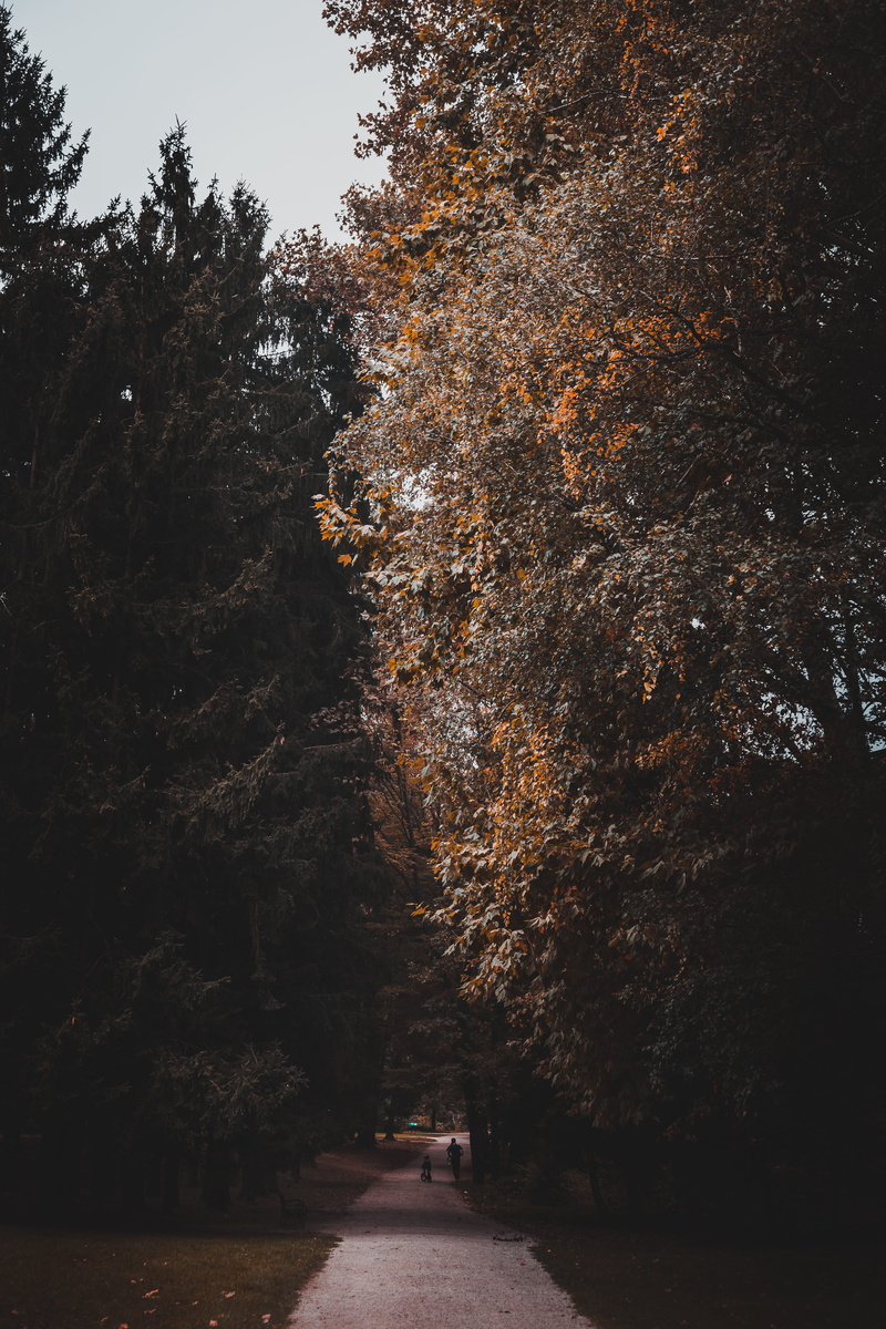 human, nature, tranquility, the way forward, plant, road, zagreb, building, steeple, abies, person, growth, park, fir, diminishing perspective, architecture