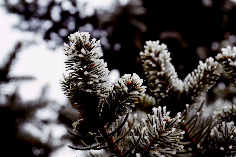 frost, coniferous tree, 4K, no people, frozen, needle - plant part, beauty in nature, sarajevo, selective focus, plant, winter, pine tree, fir tree, ice