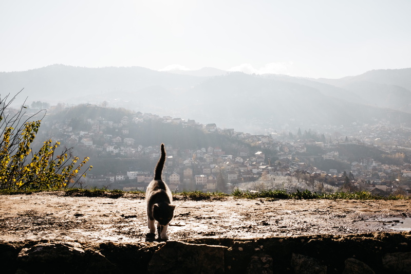 no people, sunlight, environment, animal, plant, cat, animal themes, yellow bastion, nature, 4K, animal wildlife, animals in the wild, bosnia and herzegovina