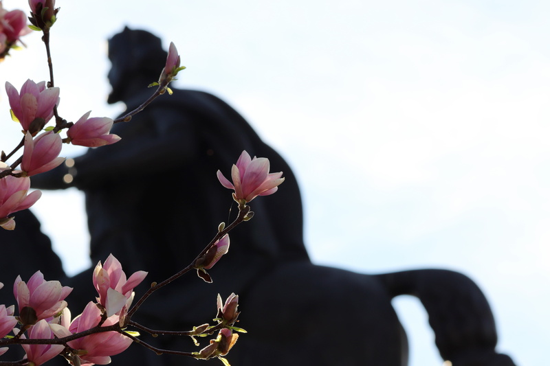 pink color, 5K, focus on foreground, sculpture, flower, zagreb, historically, fragility, purple, springtime, vulnerability, beauty in nature, king tomislav