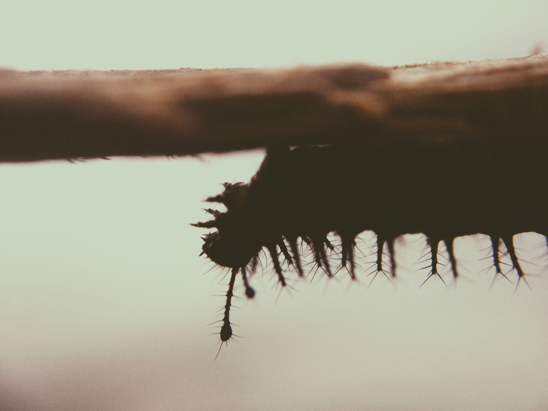 plant, human hand, caterpillar, human body part, day, real people, stem, growth, tree, 2K, animal themes, one man only, people, sky, one person, hand