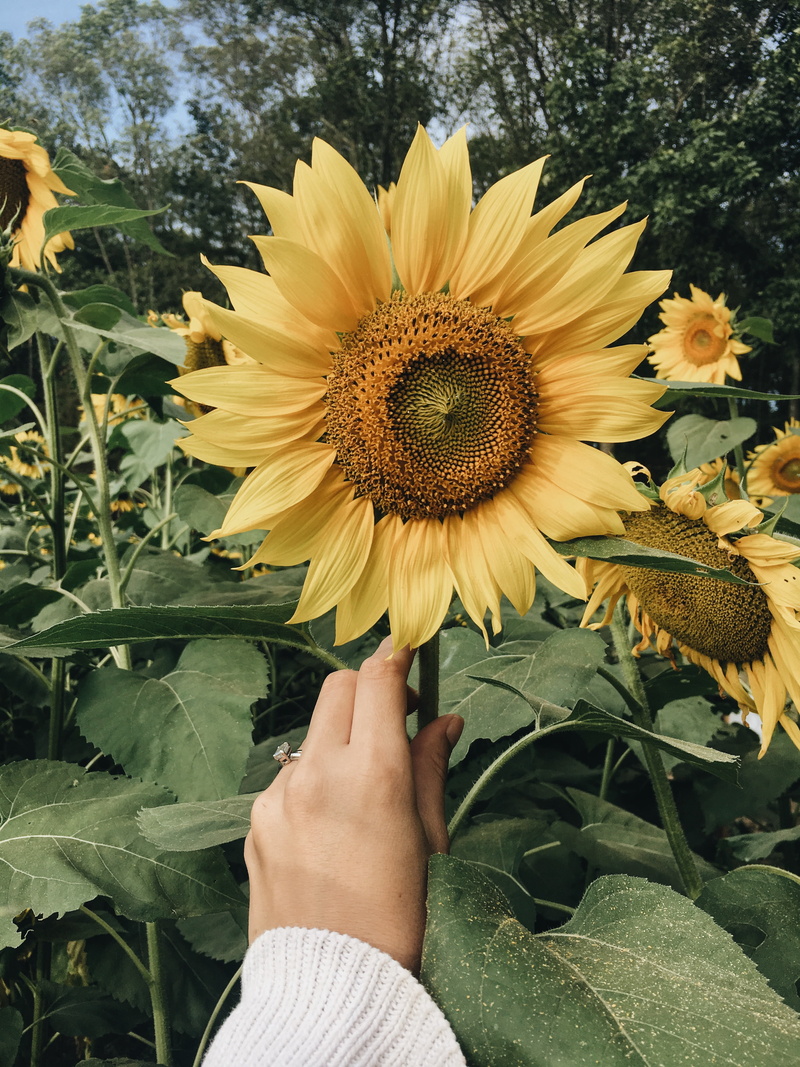 trees, finger, body part, hand, one person, flower, sunflower, holding, freshness, yellow, beauty in nature, field, plant part, vulnerability, human body part
