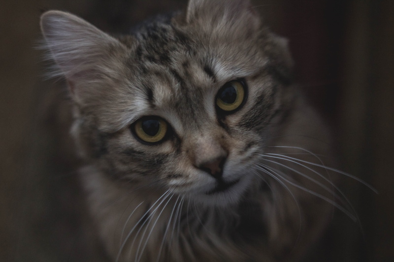 close-up, animal body part, cute, animal head, mammal, one animal, no people, pets, domestic cat, zagreb, catto, black background, yellow eyes, vertebrate