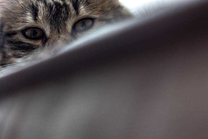 animal eye, hiding, peeking, eyes, domestic, spy, animal, indoors, 5K, pets, eye, no people, feline, determination, body part, portrait, look, croatia