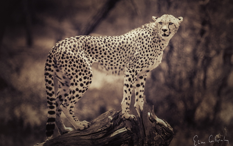 1080P, cheetah, animals, hd, sepia