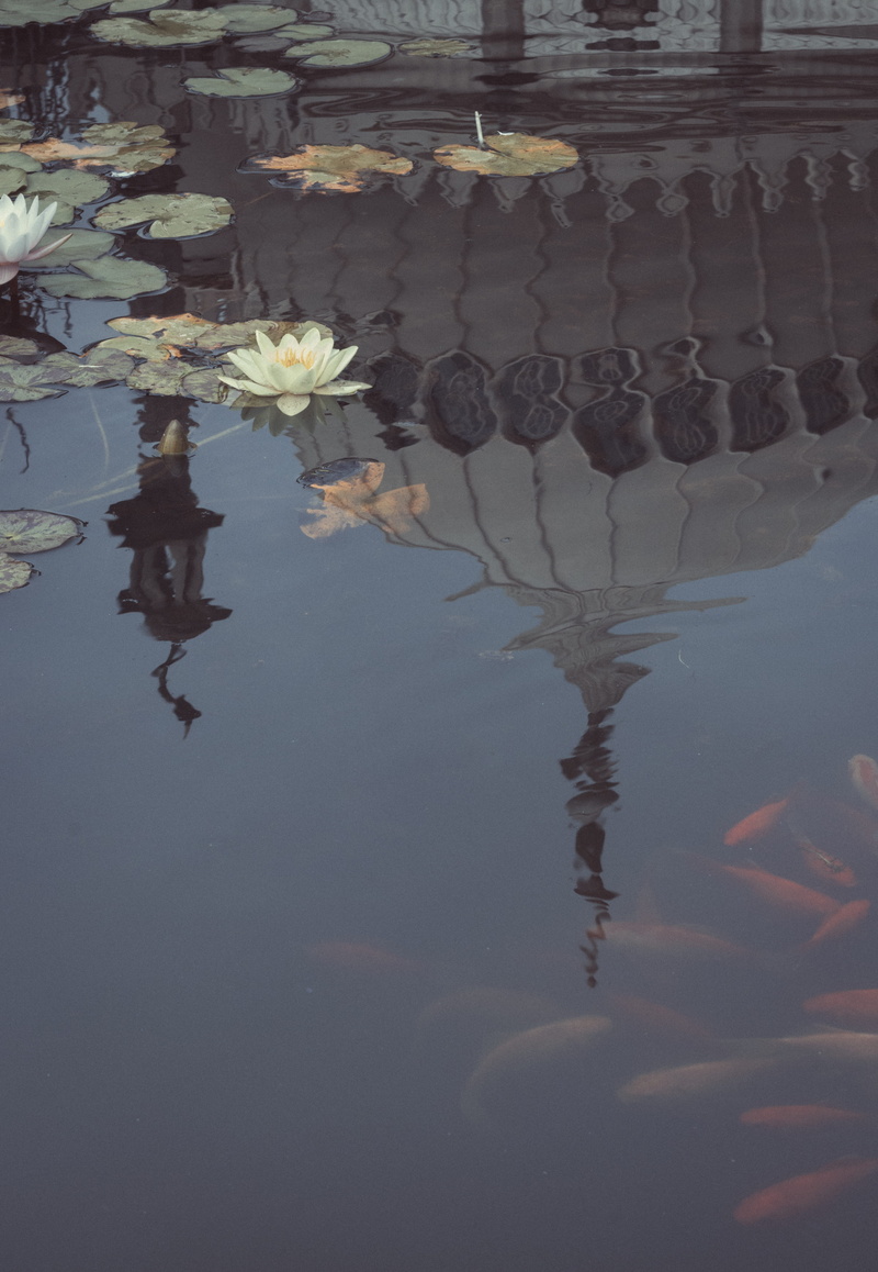 painting, architecture, outdoors, 5K, flowering plant, no people, water lily, lake, flora, flower, day, pagoda, united kingdom, lily, worship, floating