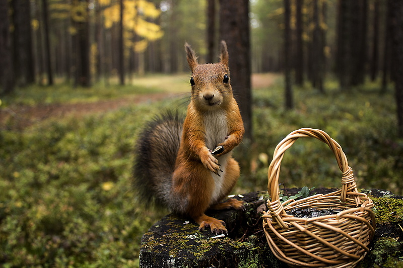 looking, shopping, outdoors, grass, one Animal, tree trunk, container, day, focus, focus on foreground, small, animal, plant, autumn, vertebrate, fur, wildlife