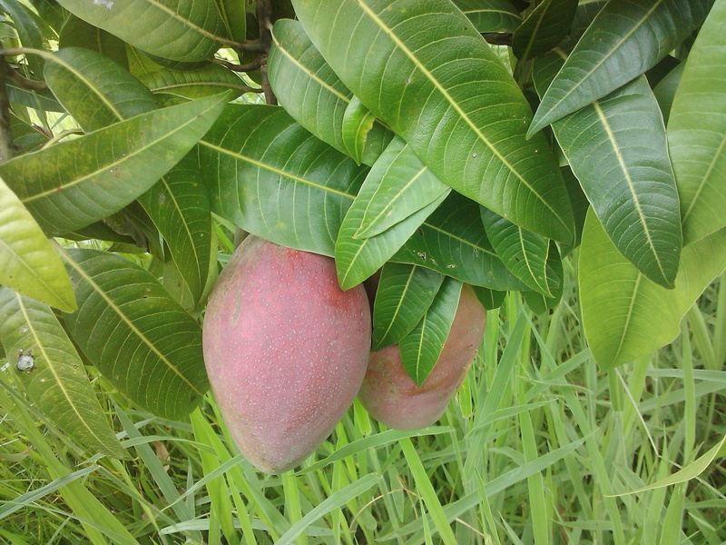 organic, juicy, healthy eating, food, close-up, wellbeing, fruit shop, healthy, sweet, tropical, Plants, green color, single object, day, manguita, 2K