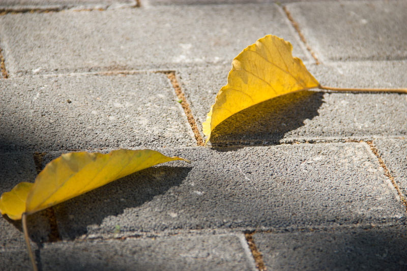 5K, ground, nature, sunlight, sign, plant part, no people, autumn, city, transportation, two, leaf, footpath, outdoors, close-up, street, falling, pavement