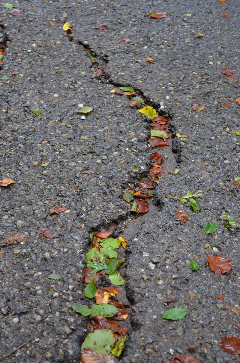 green, dry, no people, falling, leaves, high angle view, nature, close-up, city, grey, asphalt, day, road, leaf, forest, street, 4K, plant part, dirt