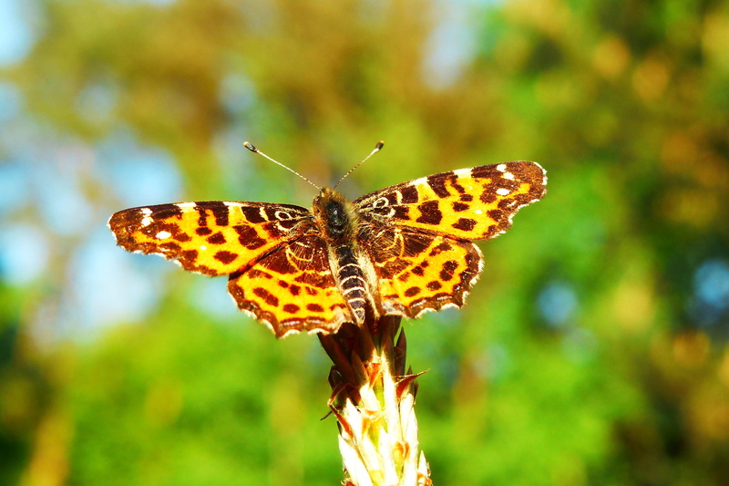 spring, close-up, near, antennae, animal markings, insect, season, closeup, animals, animals in the wild, butterfly, beauty in nature, butterfly - insect