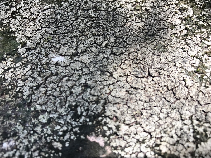 black and white pattern, floor, street, textured, nature, gravel, dry, silhouette, black, ornament, 4K, selective focus, day, climate, pattern, asphalt