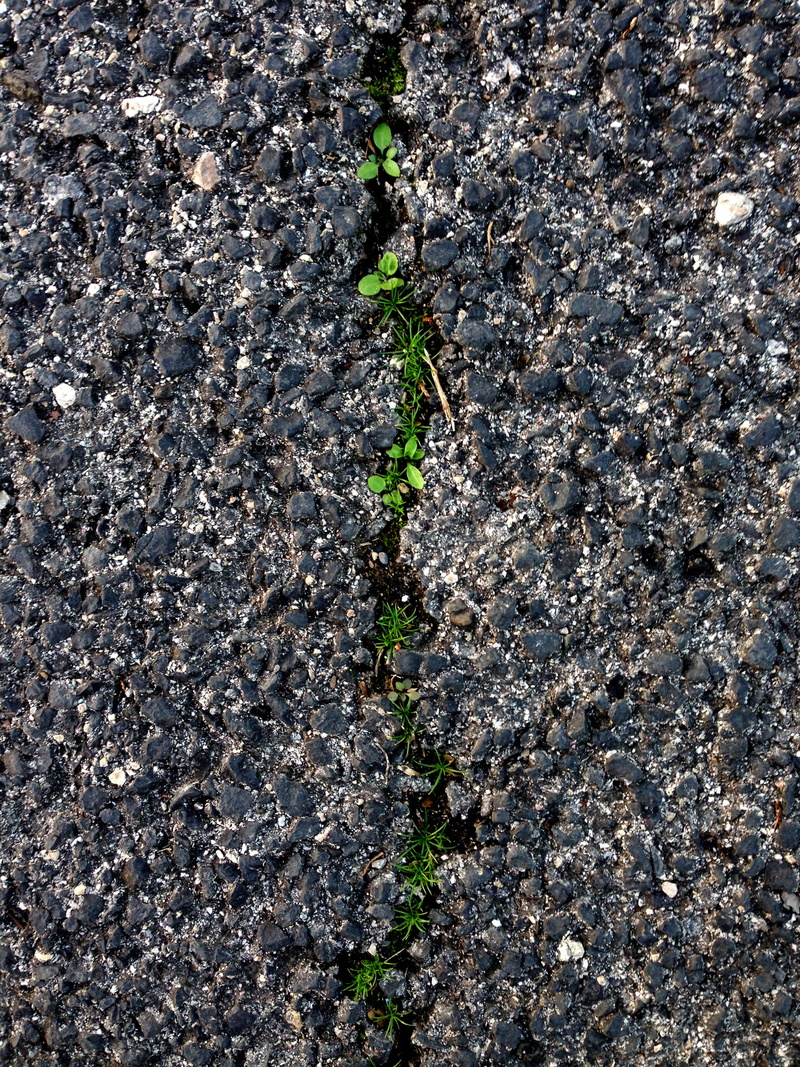 day, plant, outdoors, full frame, plant part, road crack, tranquility, growth, fragility, beauty in nature, ground grass, soil, no people, nature, 2K