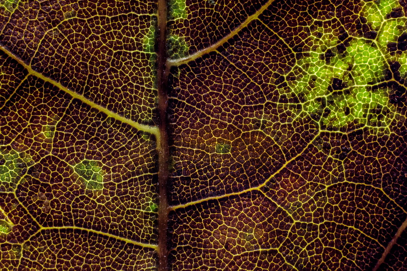texture, leaf texture, plant part, concentric, zagreb, leaf, full frame, green color, closeup, outdoors, beauty, leaf vein, extreme close-up, life, natural pattern
