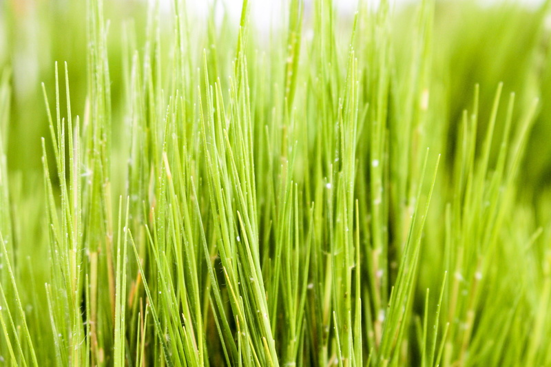 macro, vacation, plant part, ocean, environment, green, blade of grass, salt, no people, food and drink, light, green color, explore, beauty in nature
