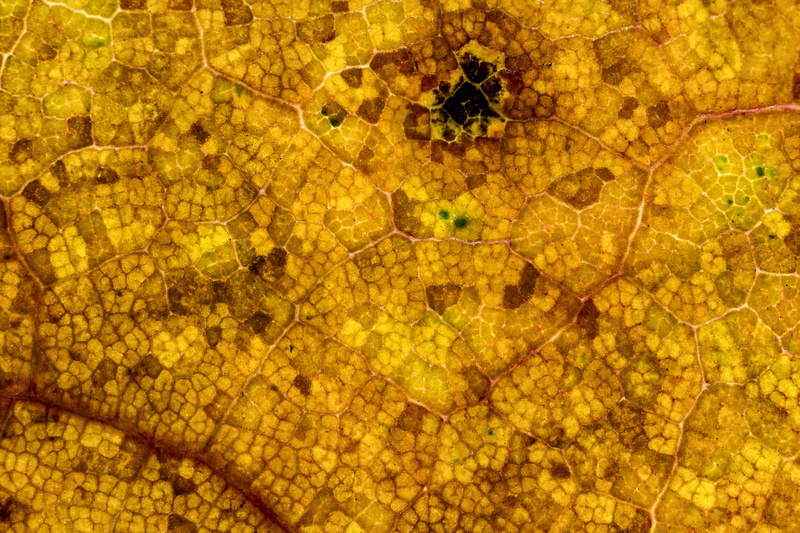 no people, texture, micro texture, leaf vein, macro texture, yellow, autumn, animal themes, nature, insect, leaf texture, yellow texture, natural pattern
