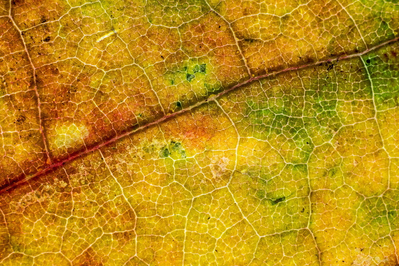 extreme close-up, 5K, backgrounds, no people, croatia, yellow texture, leaf texture, zagreb, beauty in nature, macro texture, textured, texture, plant