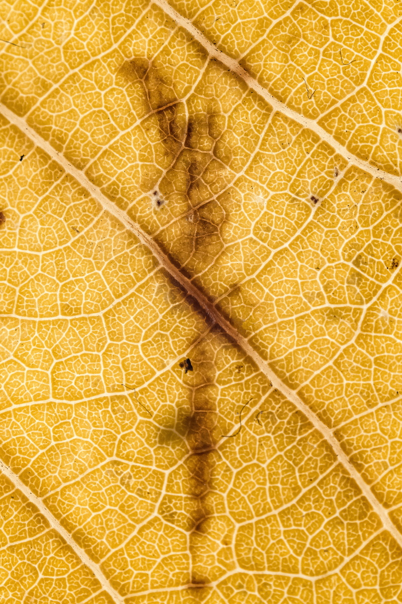plant part, outdoors, leaves, leaf vein, plant, freshness, croatia, natural pattern, leaf texture, macro texture, beauty in nature, leaf, yellow texture