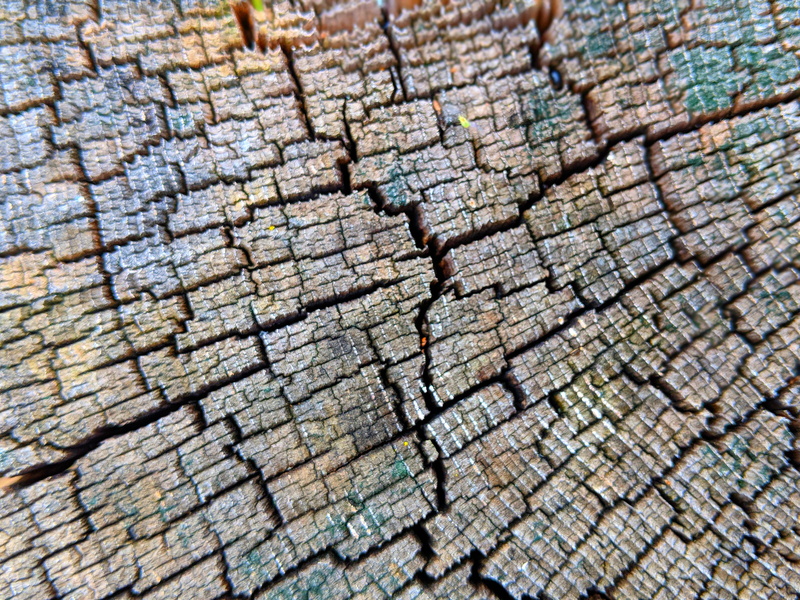 tree trunk, nature, cracked, outdoors, decay, close-up, modern, splinter, tree, close up, line, decayed, texture, bark, pattern, decaying, backgrounds