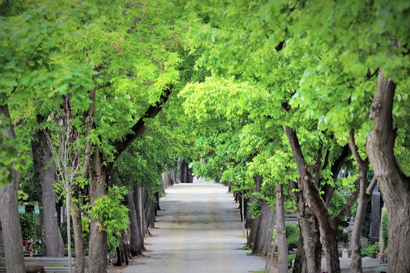 no people, the way forward, environment, trees, outdoor, lush foliage, land, nature, treelined, day, zagreb, scenics - nature, plant, cemetery mirogoj