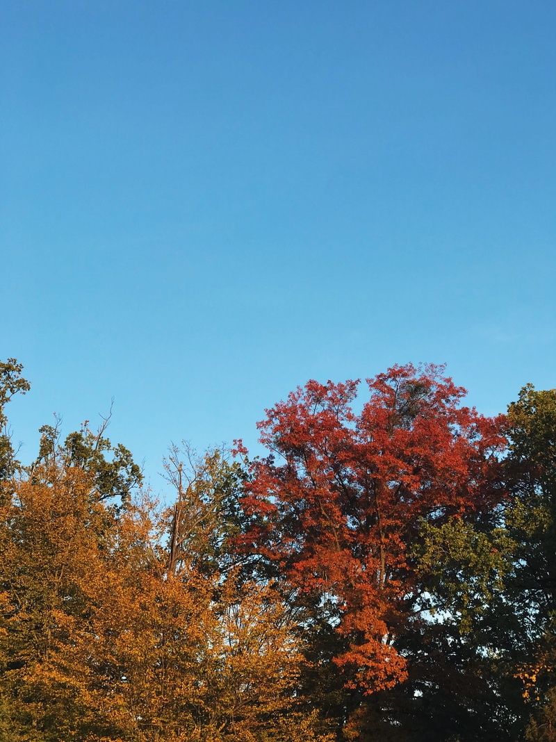 plant, beauty in nature, orange, park maksimir, sky, idyllic, 4K, yellow, branch, iphone, fall, no people, change, zagreb, low angle view, forest, tranquility