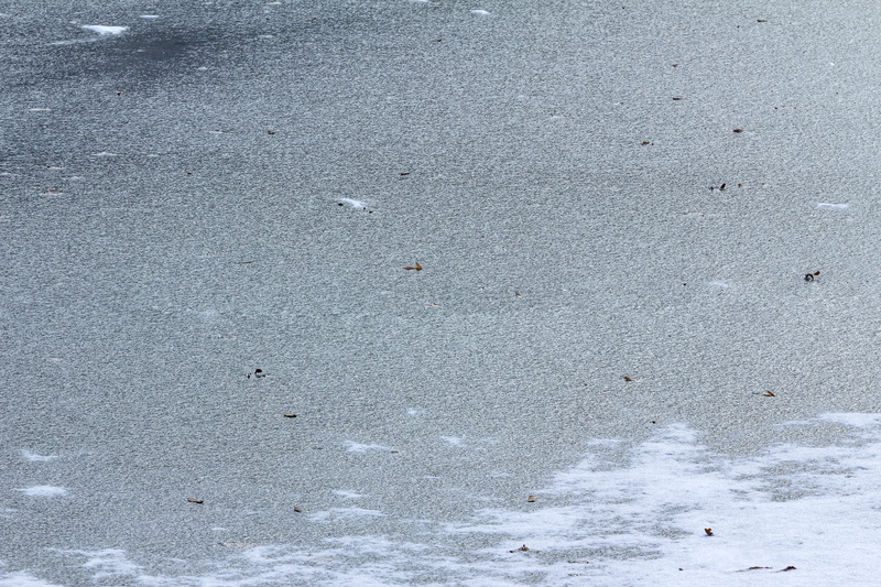 wet, full frame, zagreb, textured, ice, frozen leaves, built structure, white texture, architecture, cold, ice texture, land, gray, concrete, no people