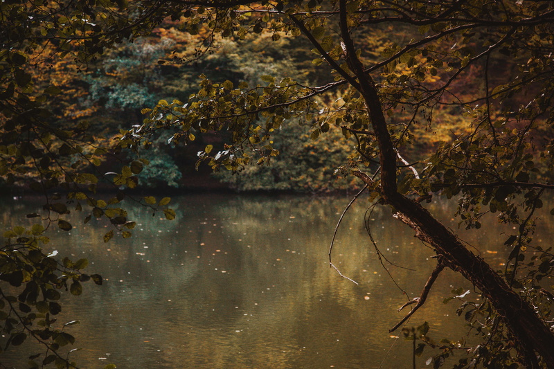 outdoors, croatia, leaf, tranquility, maksimir, tranquil scene, lake, water, no people, branch, beauty in nature, change, growth, scenics - nature, day