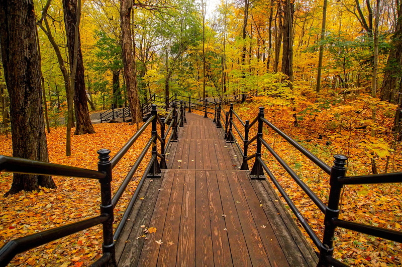 direction, change, woodland, scenics - nature, railing, tree, colors, balustrade, wood - material, staircase, forest, black, beautiful, nature, orange color
