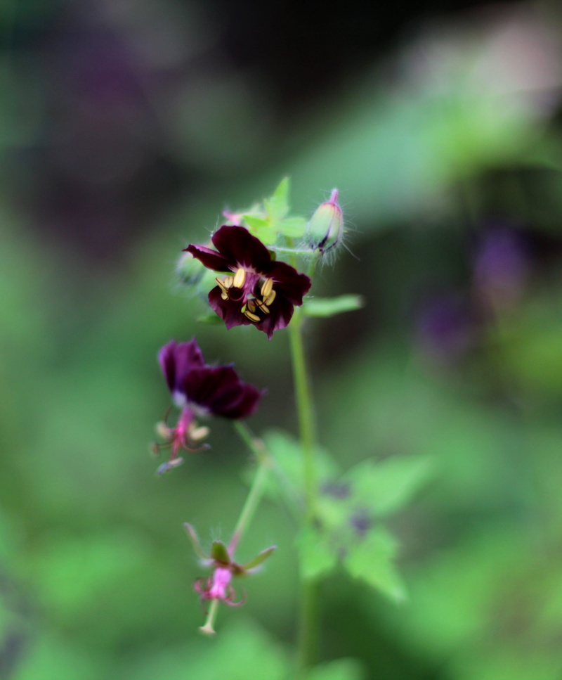 animal themes, pollination, fragility, stamens, 2K, bee, outdoors, flying, plant, petal, flower head, animals in the wild, animal, animal wildlife, garden