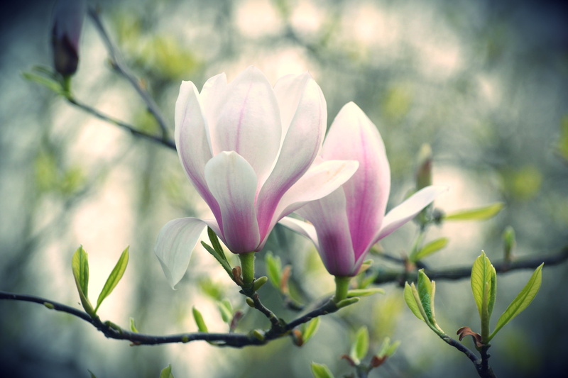 pink, selective focus, focus on foreground, green Color, freshness, two, fragility, season, tulip, vibrant Color, flowers, blossoming, formal Garden, multi Colored