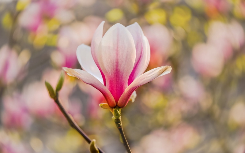outdoors, freshness, 720P, Nature, branch, pink color, vulnerability, Flowers, day, plant, botany, fragility, flowering plant, flower, flower head, petal