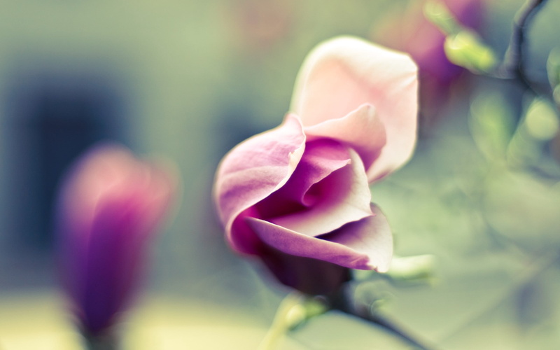 flowering plant, 2K, outdoors, focus on foreground, freshness, flower, pink, selective focus, no people, plant, inflorescence, petals, beauty in nature