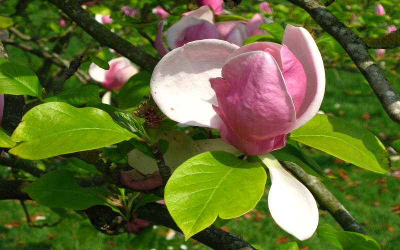 hd, flowers, pink, magnolia, green, leaves, 2K