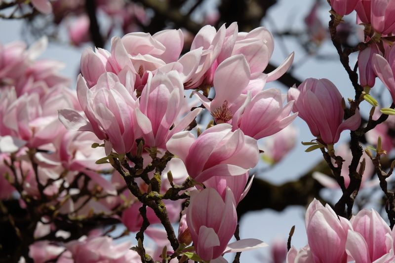 spring, plant, vulnerability, cherry blossom, flower, pink color, pollen, outdoors, close-up, bunch of flowers, growth, blossom, pink, freshness, magnolia