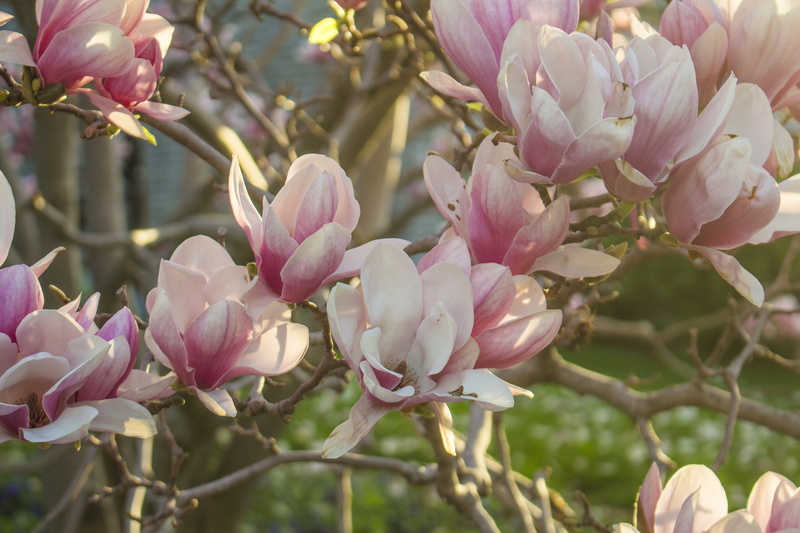 close-up, petal, Flowers, day, growth, softness, Spring, freshness, flower, vulnerability, blossom, flower head, Magnolia, tree, pink color, plant, branch