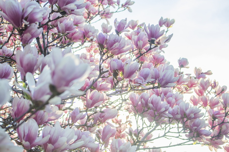 close-up, beauty in nature, purple, cherry blossom, Backgrounds, botany, flower head, softness, bunch of flowers, freshness, flowering plant, 4K, nature