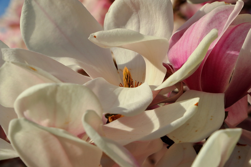tulip, stem, purple, beauty In Nature, outdoors, macro, springtime, yellow, nature, blossom, lily, white, flower, magnolia, bouquet, 5K, petals, fragility